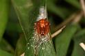 Hypsosinga_heri_D6118_Z_90_Les Gris_Frankrijk